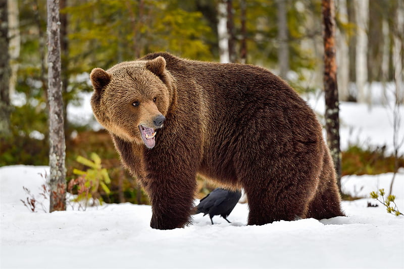 Bears, Bear, Wildlife, HD wallpaper