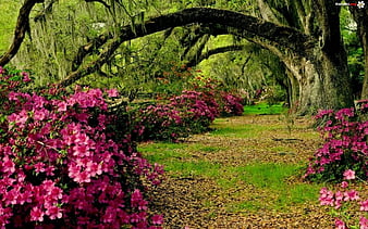 Página 3 | Palabras clave de fondo de pantalla: azalea flor | Peakpx