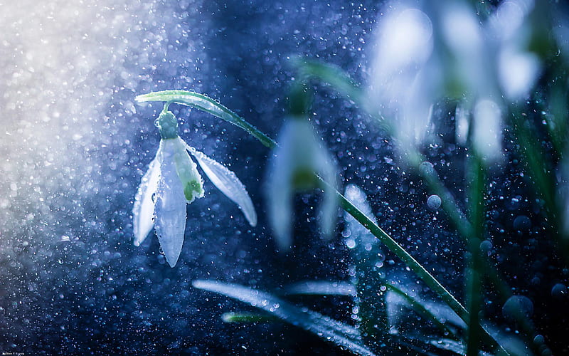 Flowers, Snowdrop, rain, HD wallpaper
