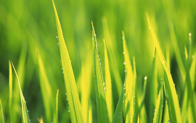38 soft focus Grass -Yellowish Green Grass with dewdrops, HD wallpaper