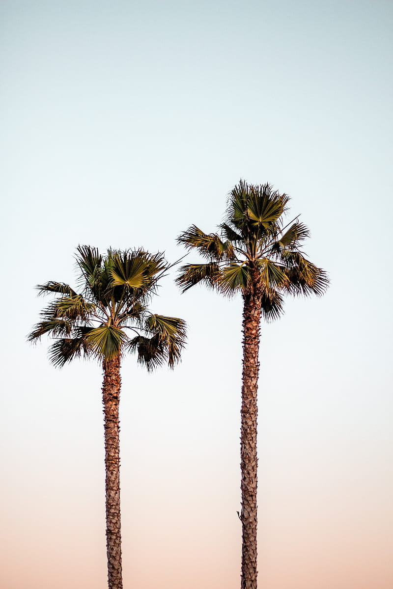 palm trees, sky, minimalism, nature, HD phone wallpaper
