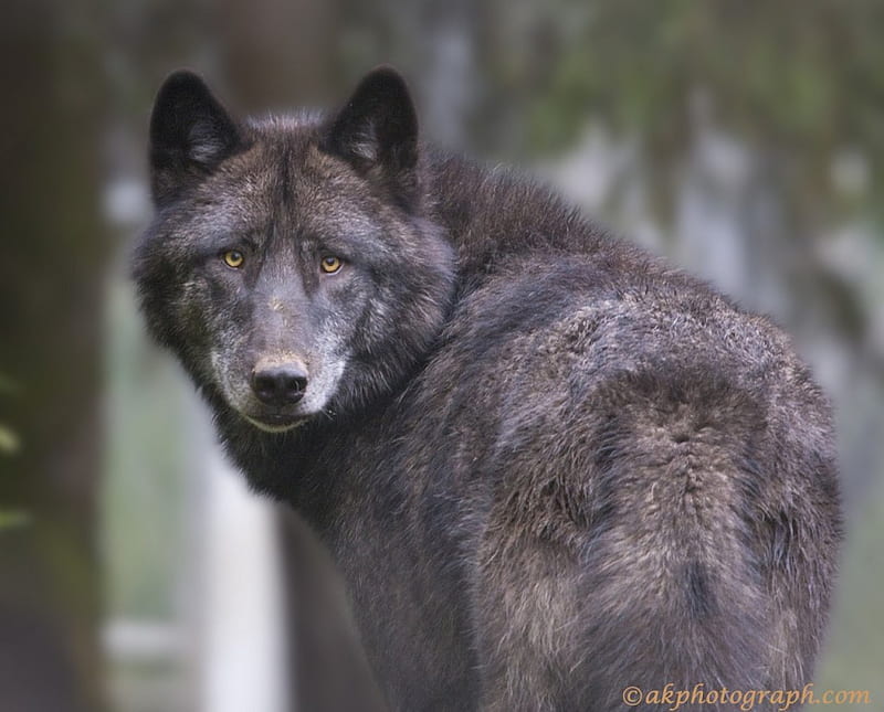 Melanistic Timber Wolf + Sea Wolf Therian Wallpaper in 2023