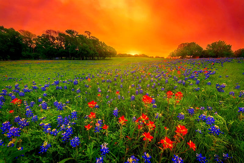 Texas bluebonnets, colorful, Texas, fiery, sunset, bonito, spring, clouds, storm, sky, Milky Way, moment, bluebonnets, flowers, summer, night, field, ranch, HD wallpaper