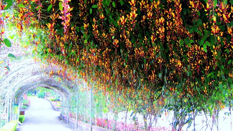 Flower tunnel, lovely, climbing plants, forest farm, flowers, HD wallpaper