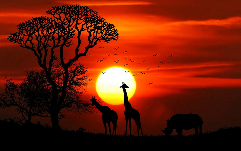 Africa, wildlife giraffes, rhinoceros, sunset, orange sunset, animals silhouettes, HD wallpaper