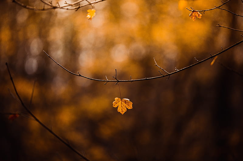 leaf, branch, yellow, autumn, HD wallpaper