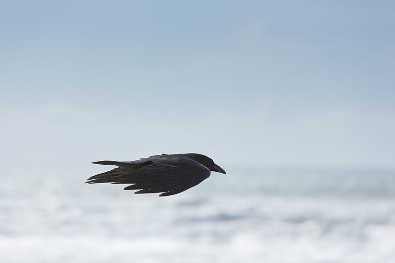 selective focus graphy of black bird flying in mid air, HD wallpaper