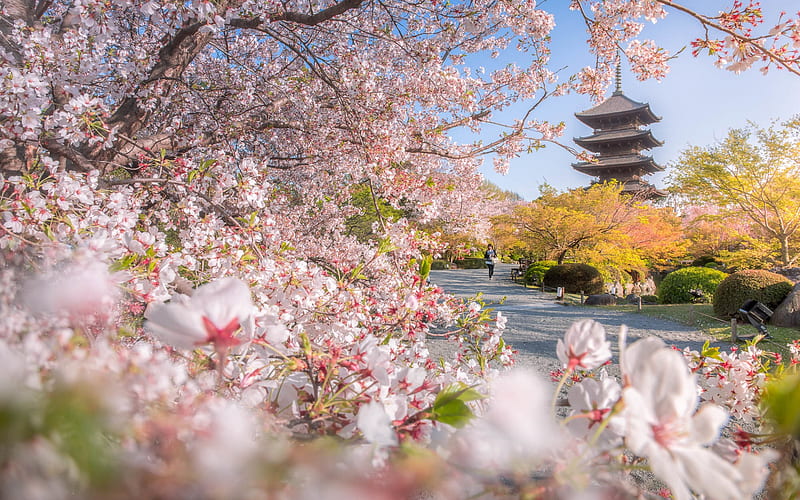 To-ji Temple, spring, Kyoto, Buddhist temple, sakura, cherry blossom, morning, HD wallpaper | Peakpx