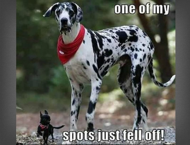 SPOT FELL OFF, FUNNY, CAPTION, TWO, DOGS, HD wallpaper