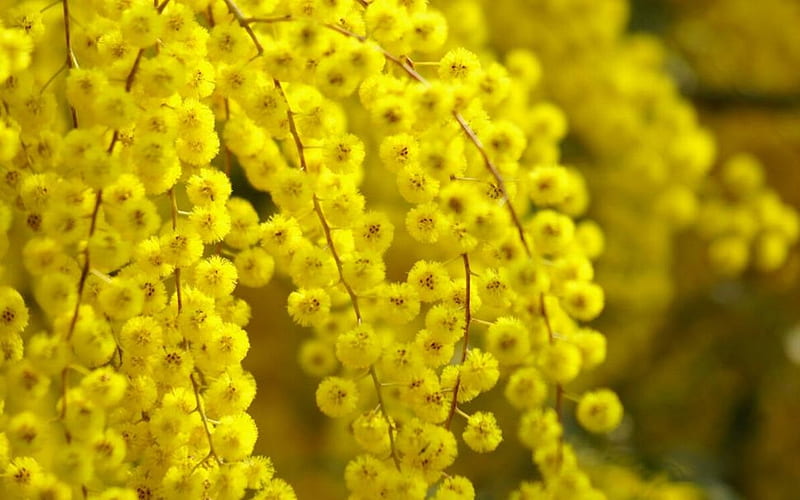 acacia, graphy, beauty, flowers, nature, trees, HD wallpaper
