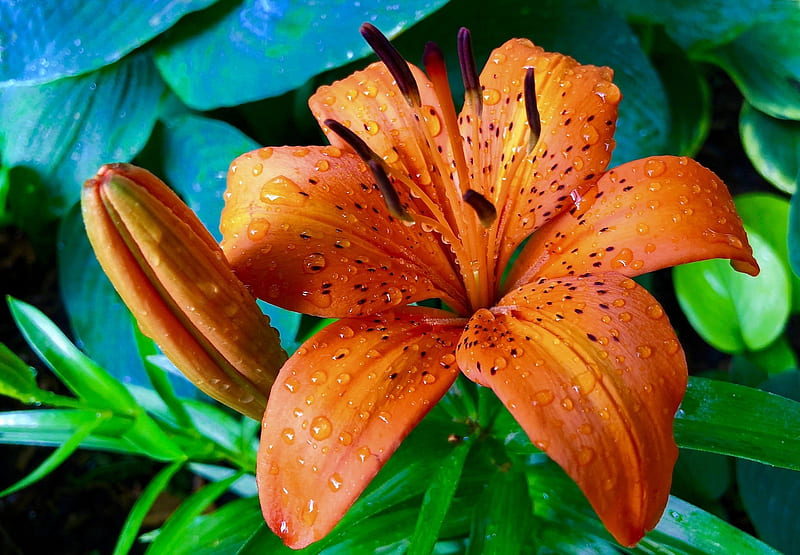 orange tiger lily wallpaper