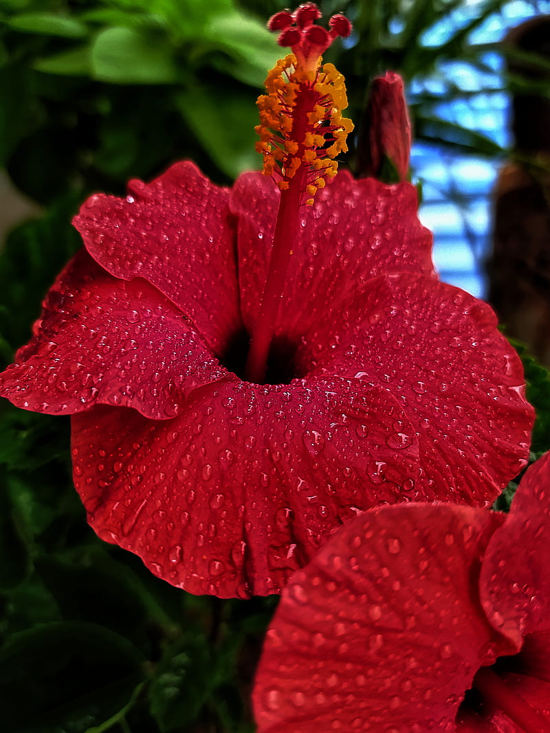 Red, after rain, carnations, dews, flowers, hibiscus, showers, HD phone wallpaper