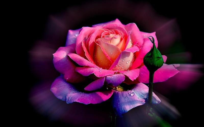 PINK ROSE, 3d, background, flowers, flowers nice, HD wallpaper