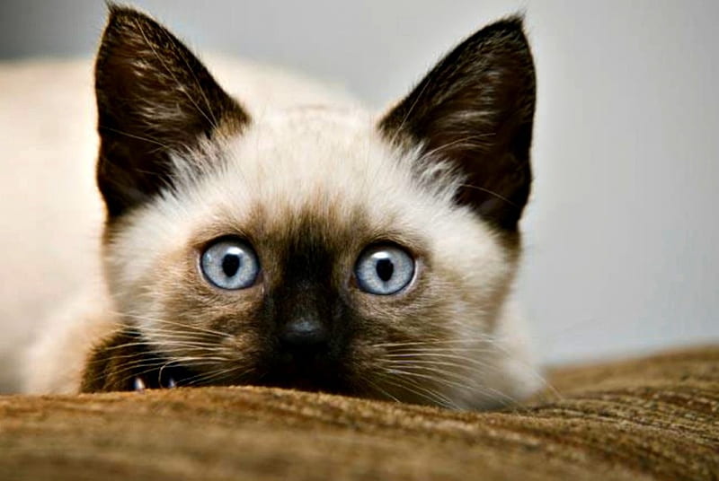 I whatch you, cute, siamese, adorable, cat, kitten, HD wallpaper