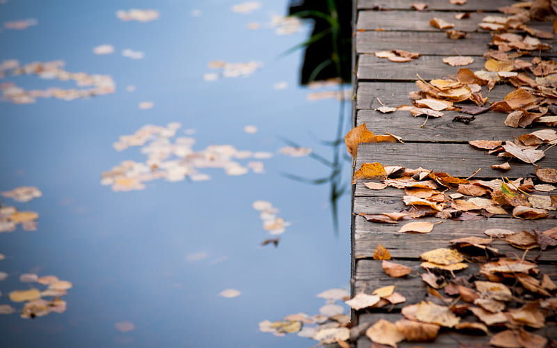 leaves on wooden bridge-autumn of natural scenery, HD wallpaper