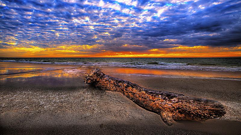 Missing From Action, colorful, beach, sunset, clouds, sky, branch, ray, wave, HD wallpaper