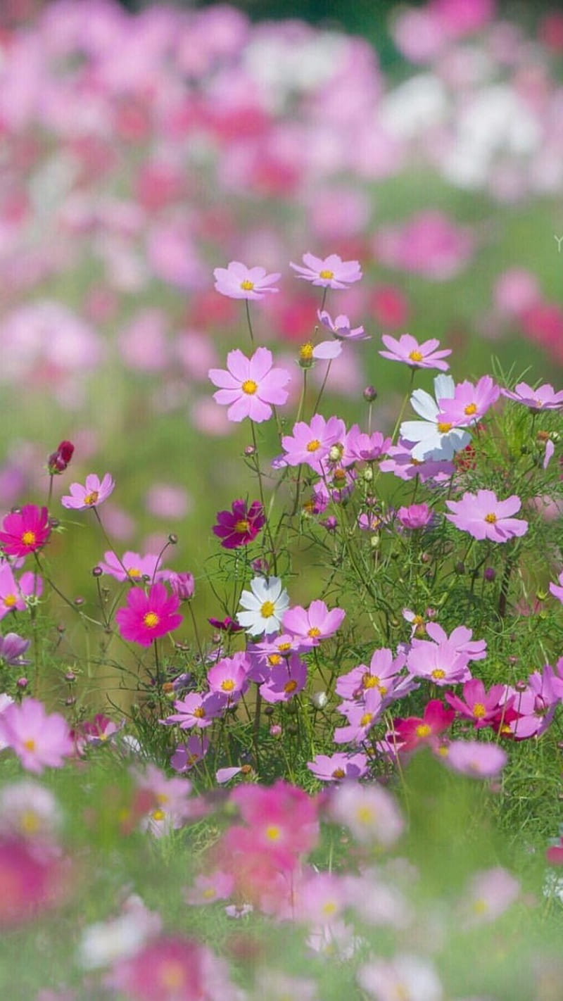 Blossom field, flower, daisy, HD phone wallpaper | Peakpx