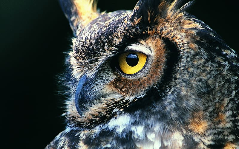 Birds, Animal, Great Horned Owl, HD wallpaper