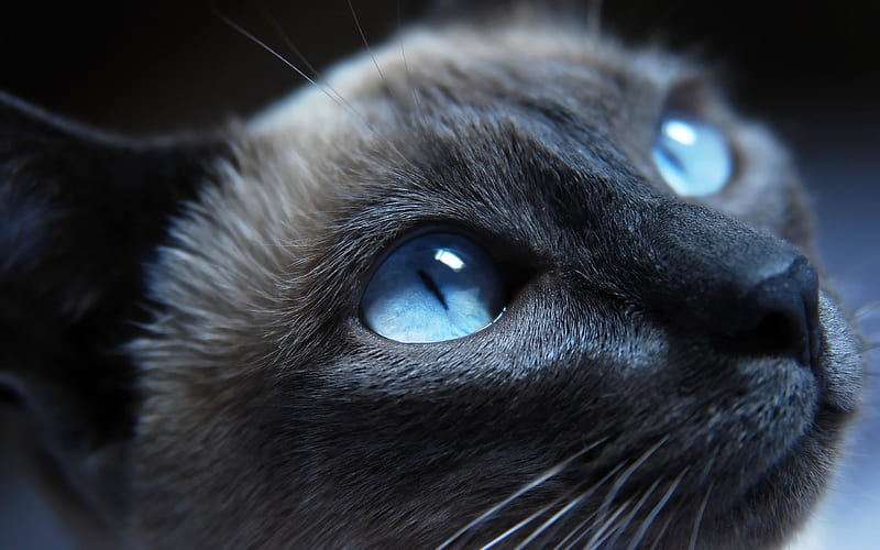 Black Cat with Blue Eyes 01-Cute little kitty cat living, HD wallpaper