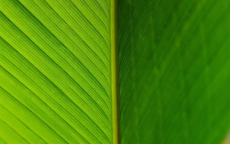 green leaf macro, leaf textures, leaves, leaves texture, leaf pattern, green leaves, HD wallpaper