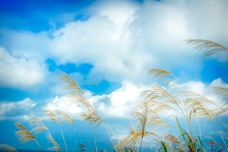 ears, grass, sky, clouds, HD wallpaper