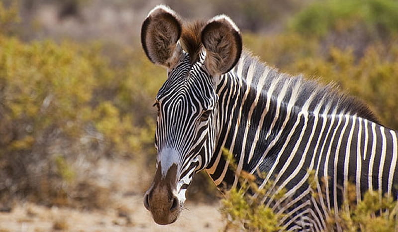 Grey's Zebra-endangered, kenya, narrow stripes, large ears, ethiopia, zebra, HD wallpaper