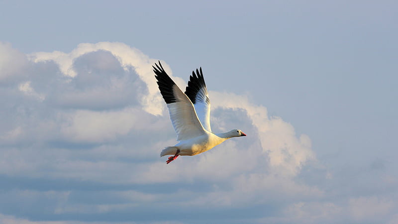 White Black Goose Is Flying On Sky Birds, HD wallpaper