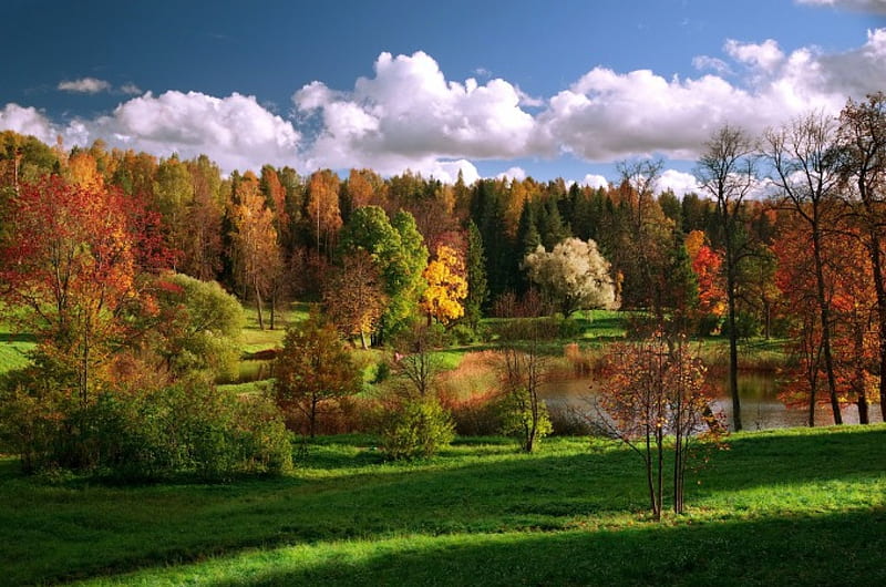 A Bit More Of Autumn, forest, fall, bonito, trees, clouds, shrubs, meadows, pond, light and shadow, HD wallpaper