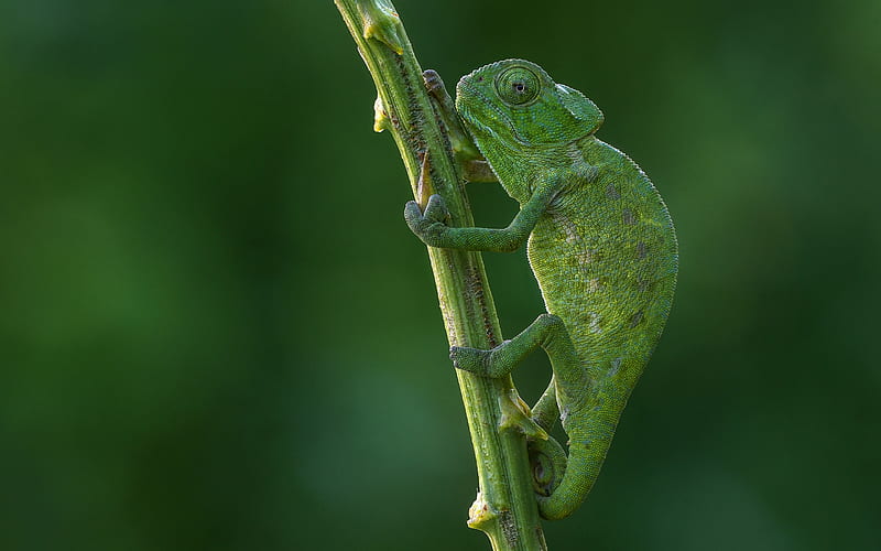 chameleon, lizard on a branch, green lizard, green chameleon, HD wallpaper