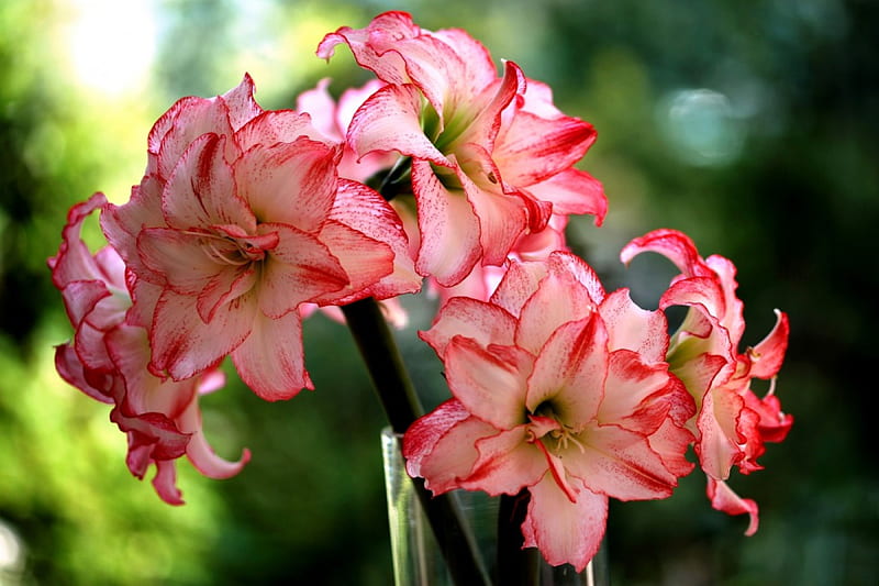 *** AMARYLLIS ***, flowers, nature, pink, amarylis, HD wallpaper