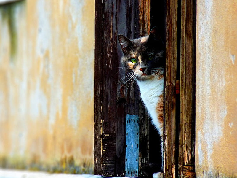 Cat looks from a door, mammal, feline, cat, kitten, animal, sweet, door, HD wallpaper
