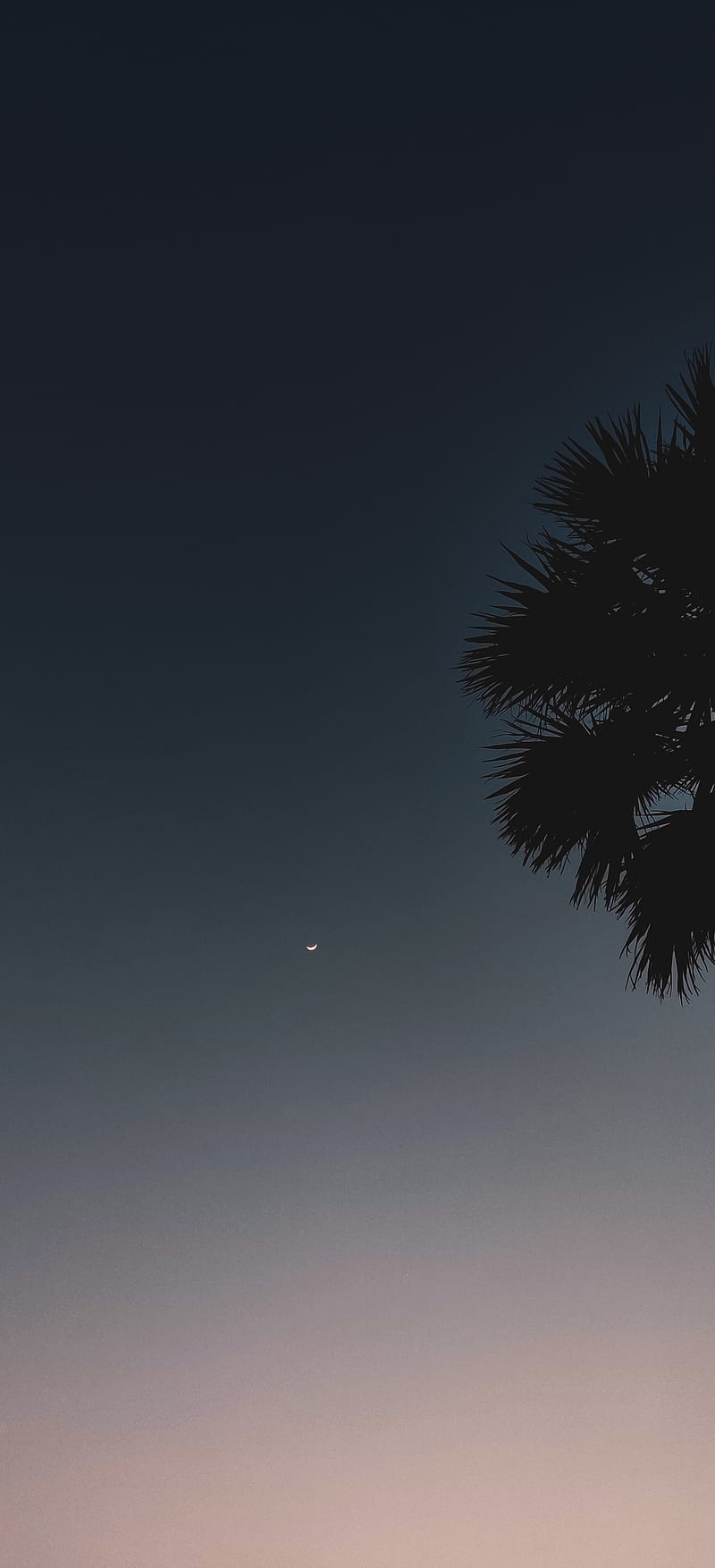 Sky, colorful, night, palm, stars, trees, HD phone wallpaper | Peakpx