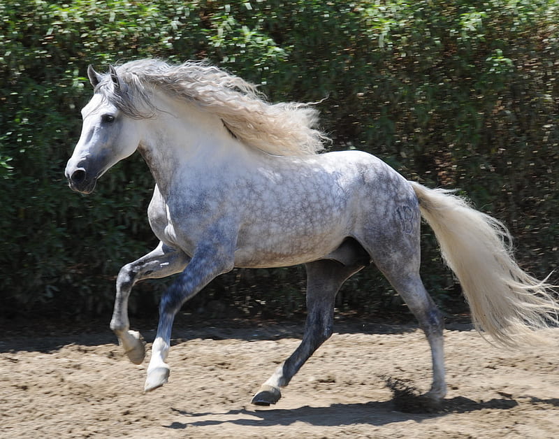 Dappled Grey Andalusian 3, dappled grey, gris, andalusian, horses, spanish, HD wallpaper
