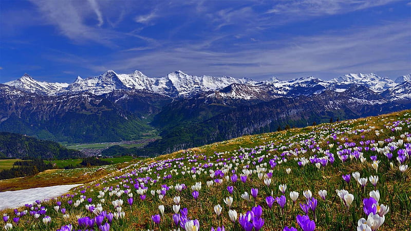 Pretty as a Mid Summer Morn, Purple, Distance, Sky, Summer, Grass, White, Nature, Tulips, Mountains, Landscape, Clouds, Flowers, Snow, Blue, Rocks, Valley, HD wallpaper