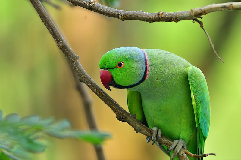 The rose-ringed parakeet is an extremely adaptable bird. Its native range  covers southern Asia and central Africa, but don't be surprised to see it  living in your city. A popular and ubiquitous cagebird, escapees have  established feral populations from Europe ...