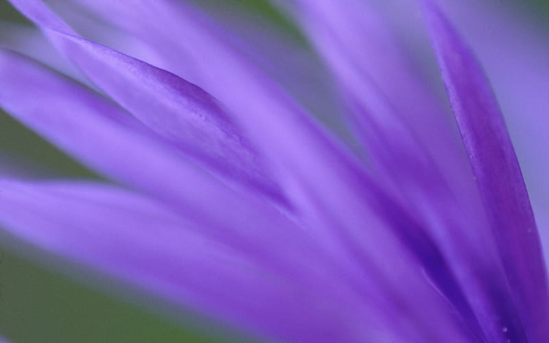 Purple petals flower blurring-Plants Macro, HD wallpaper
