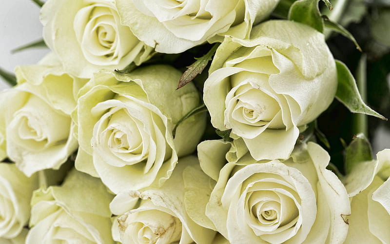 white rose, macro, white flowers, beautiful flowers, white buds, roses, bouquet of roses, HD wallpaper