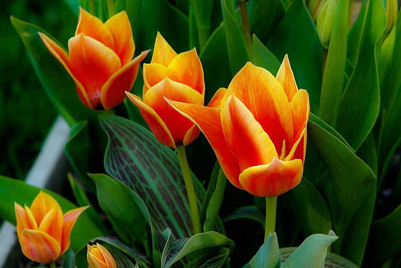 orange tulips, graphy, orange, flowers, spring, bonito, tulips, nature, HD wallpaper
