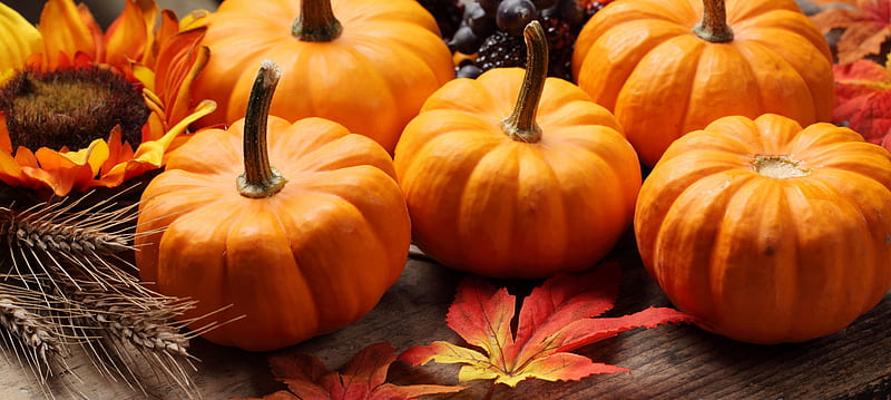 Autum Pumpkins, harvest, autumn, leaves, pumpkin, HD wallpaper | Peakpx