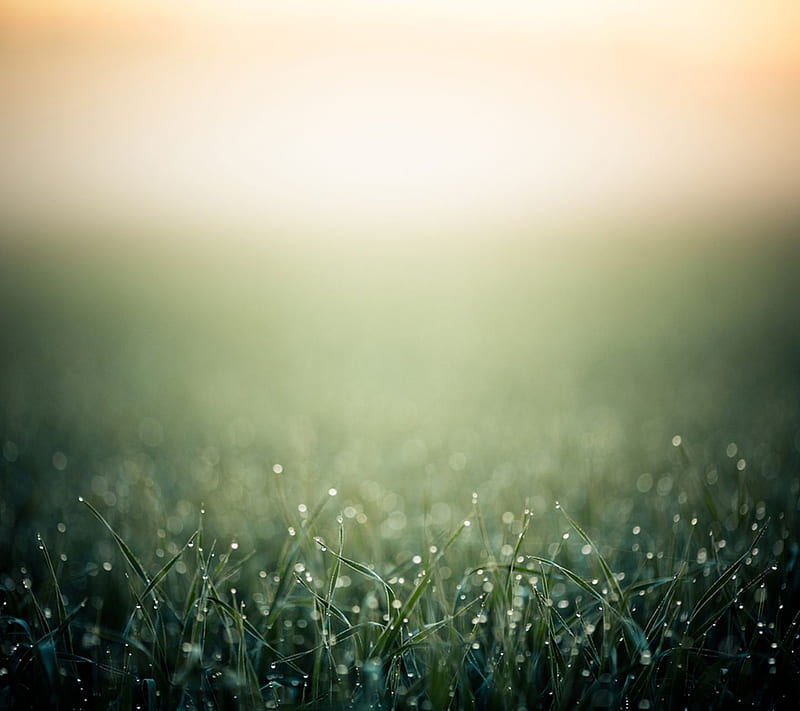 Morning Dew, field, grass, land, landscape, nature, HD wallpaper