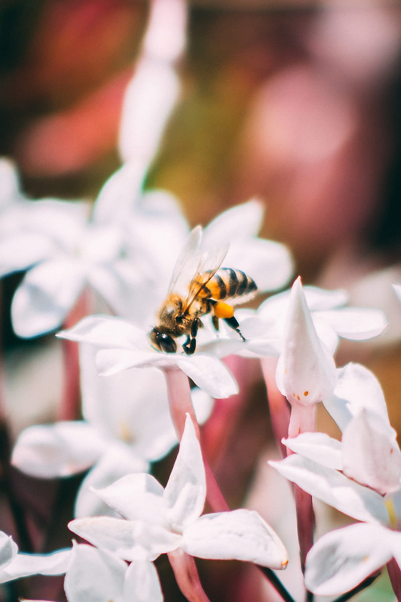 bee, insect, flowers, macro, bloom, HD phone wallpaper