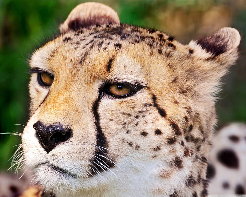 Cheetah Close-up, cheetah, head, cats, animals, HD wallpaper