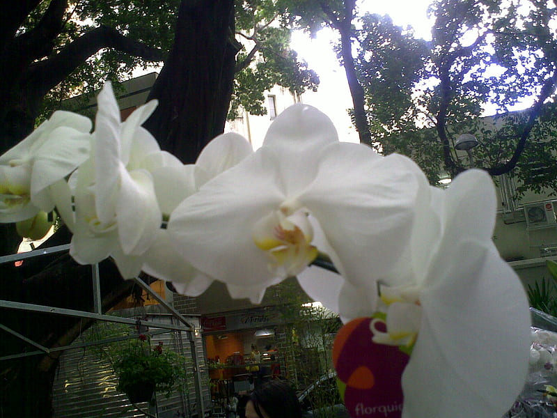orchid, flor branca, orquidea, jardim, while orchid, HD wallpaper
