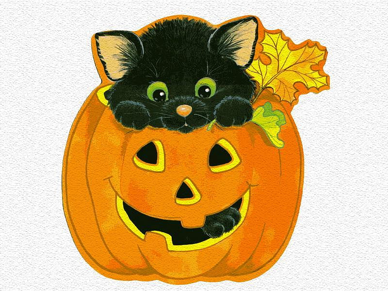 little black kitten in a pumpkin, carved, little, kitten, pumpkin, HD wallpaper