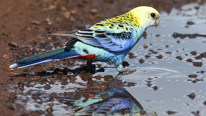Yellow Blue Pale-Headed Rosella Bird Is Standing On Water With Reflection Birds, HD wallpaper