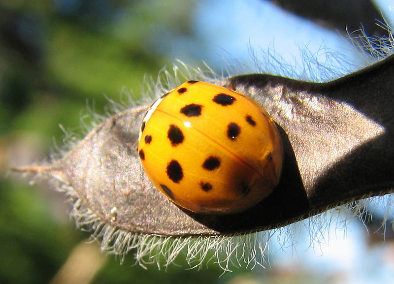 Ladybug on hairy pod, closeup, bugs, ladybug, beetles, HD wallpaper