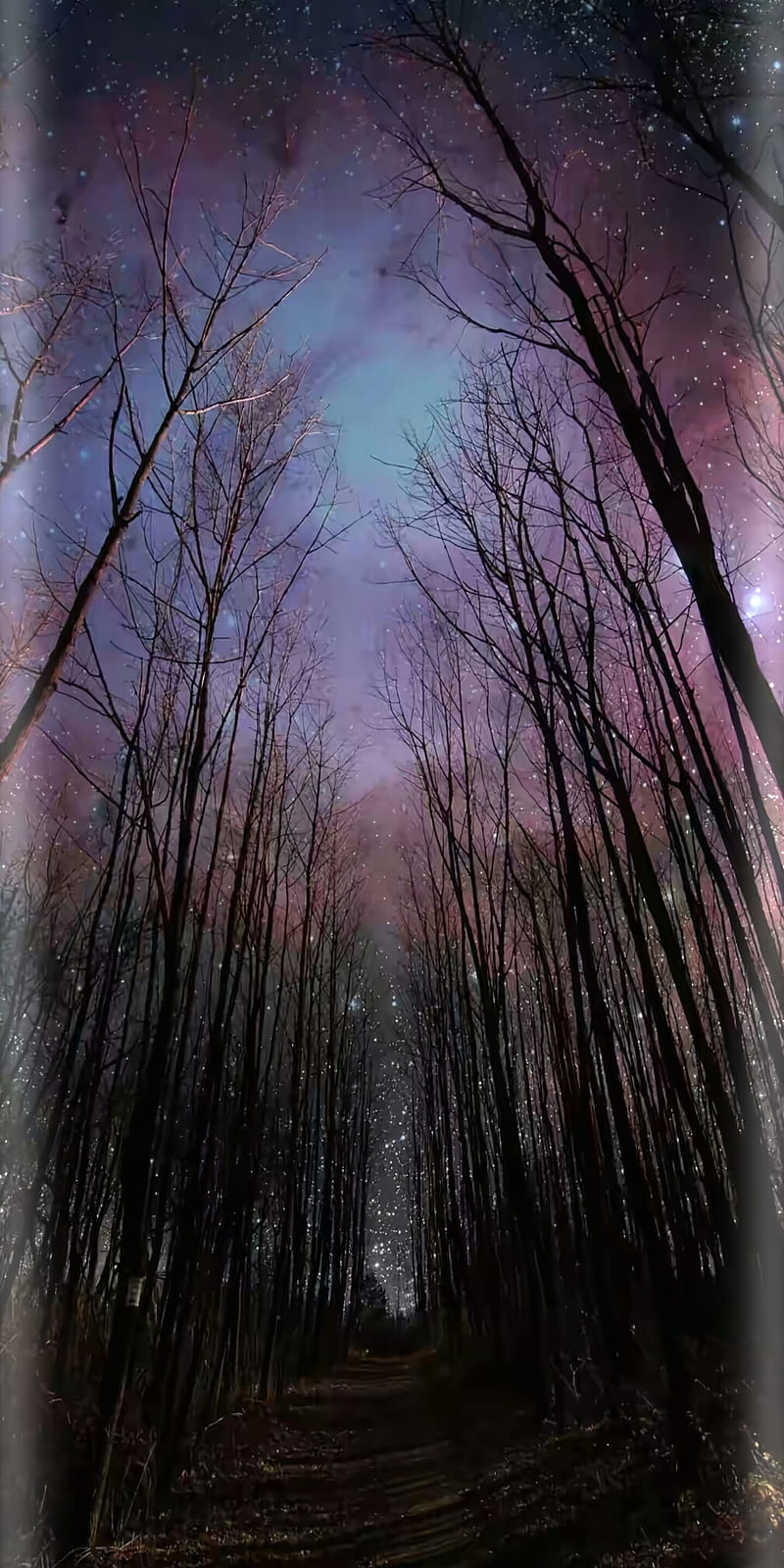 Trees, beautynature, dark, edge, forest, g6, night, s7, s8, stars, HD phone wallpaper