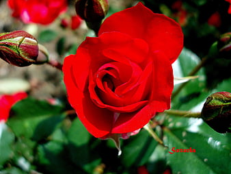 friendship roses red