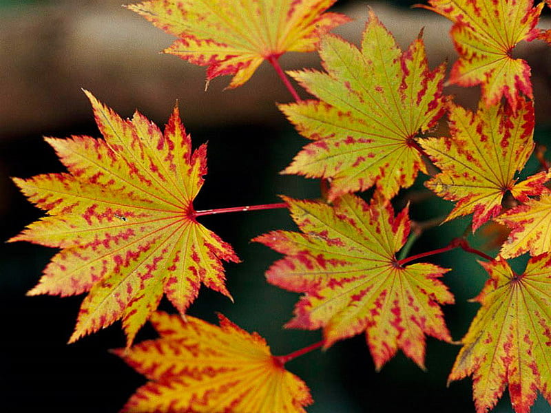 AUTUMN MOON, tree, leaves, gold, branch, HD wallpaper | Peakpx