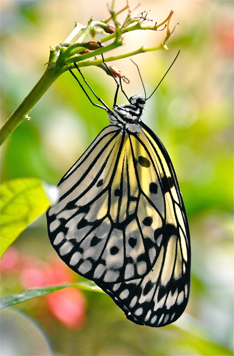 butterfly, wings, pattern, macro, HD phone wallpaper